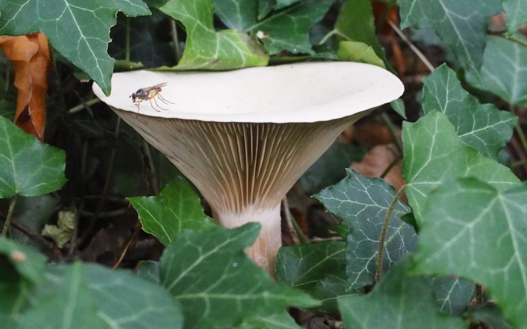 Friary Fungi Day, Hinton Charterhouse, 31 October 2018