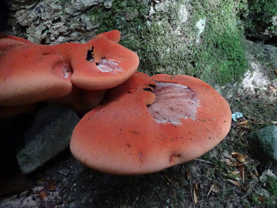 Fabulous Fungi at East Woodlands, 5 September 2018