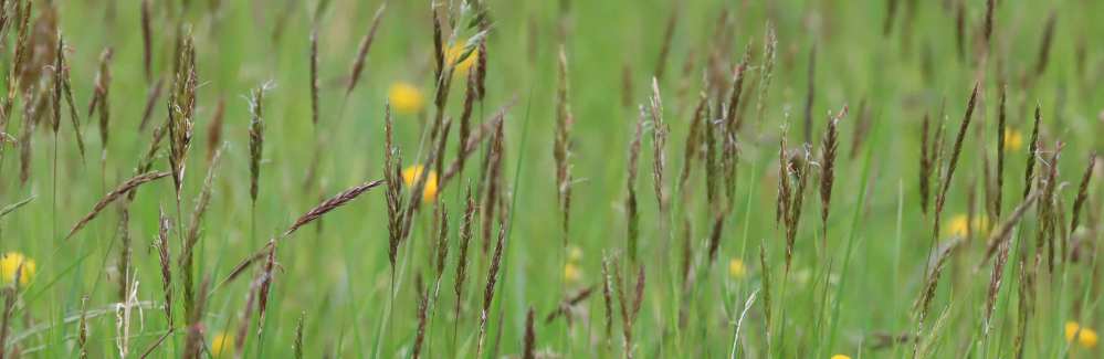 Lansdown and Charlcombe species-rich meadows and pastures, 16 May 2021