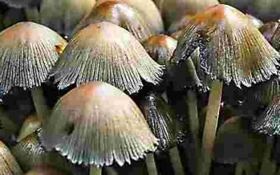 Friary Fungus Day, 26 October 2022