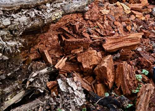 Effect of Alder bracket fungus - fallen tree trunk broken into characteristic cubic shapes