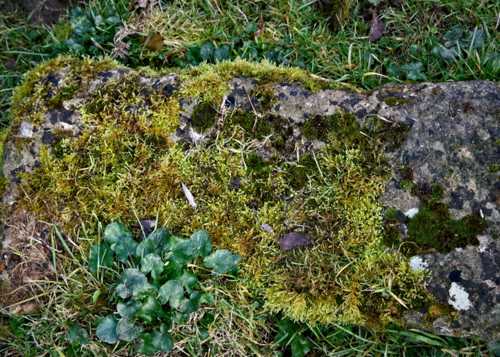  6 different mosses on one stone