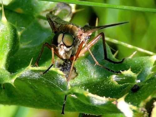 Probable Marsh Snipe Fly Rhagio tringarius 02 06 23 Newton brook 