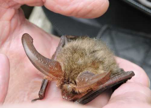 Brown Long-eared Bat (Plecotus auritus)© Chris Woods