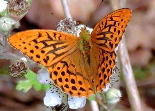 Silver Washed Fritillary 12 07 23 East Woodlands