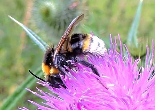 Southern Cuckoo Bumbe Bee 12 07 23 East Woodlands nr Frome