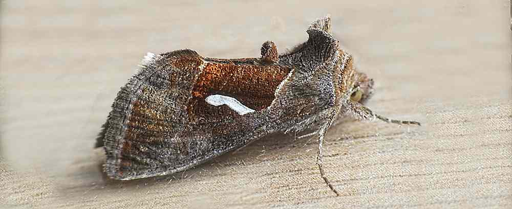 Moth report for 2023