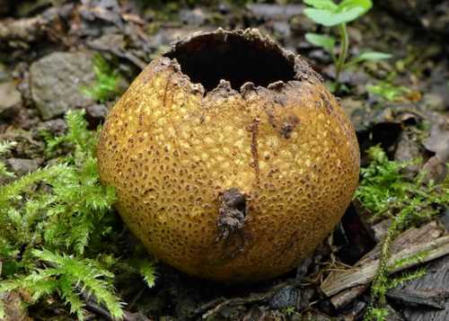 Scaly Earthball (Scleroderma verrucosum) © Helena Crouch