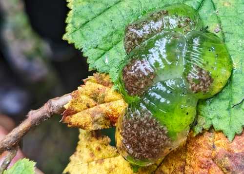 Egg sacs of the Jelly-egg Caddisfly (Glyphotaelius pellucidus) © Helena Crouch