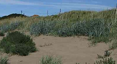 Strandline plants and dune formation: talk by Rob Randall, 4 December 2023