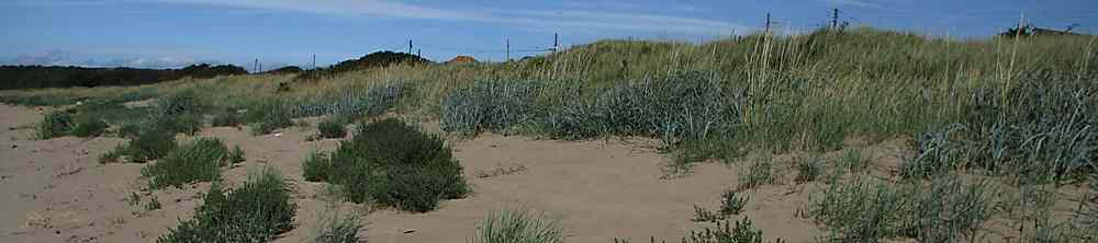 Strandline plants and dune formation: talk by Rob Randall, 4 December 2023