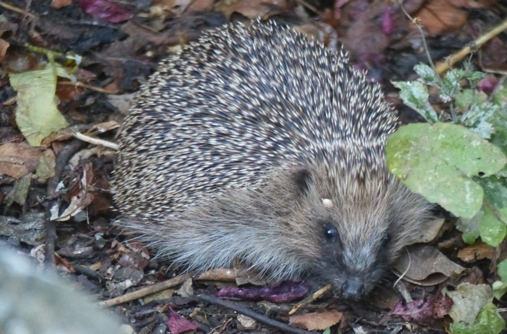 Hedgehog, 29 July 2016