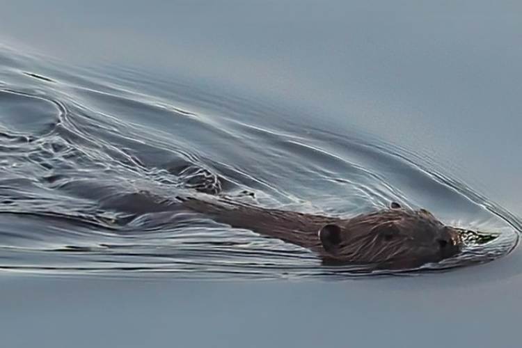 Beaver