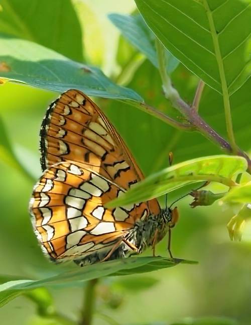 Scarce Fritillary