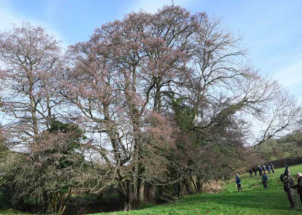 Group walking along by the Alder-lined St Catherine’s Brook