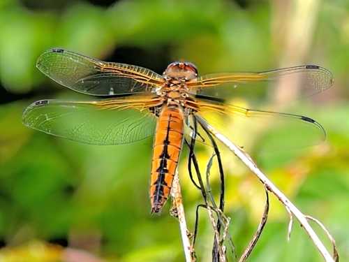 Immature Scarce Chaser Libellula fulva 02 06 23 Newton Brook