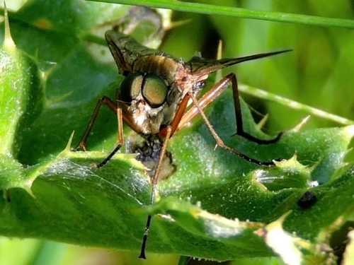 Probable Marsh Snipe Fly Rhagio tringarius 02 06 23 Newton brook
