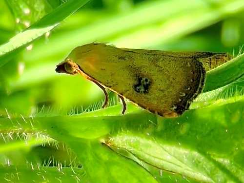 Straw Dot (Rivula sericealis) 02 06 23 Redland Park 500px.jpg