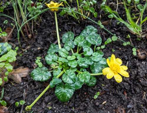 Ficaria verna by riverside walk, Bath