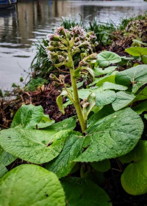 Petasites pyrenaicus by the K&A Canal