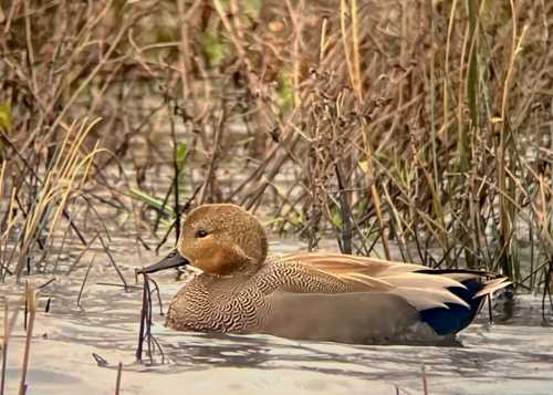 Gadwall at Langford Lakes © Phillip Delve