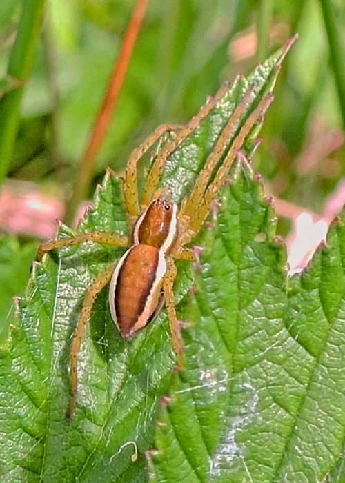 Raft Spider (Dolomedes fimbriatus) Heath