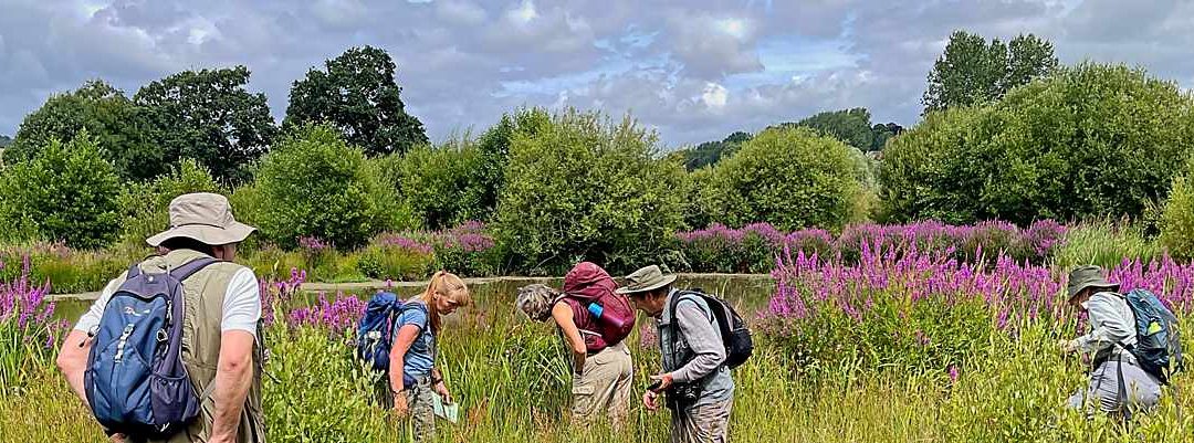 Bathampton Meadow, 4 August 2024