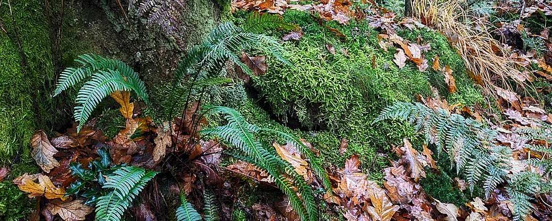 East Harptree Woods, 7 November 2024
