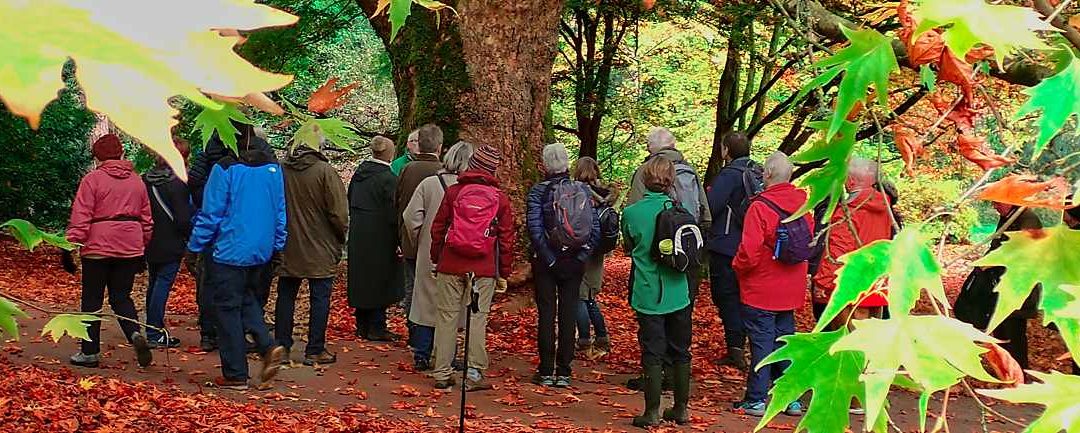 Westonbirt Arboretum, 11 November 2024