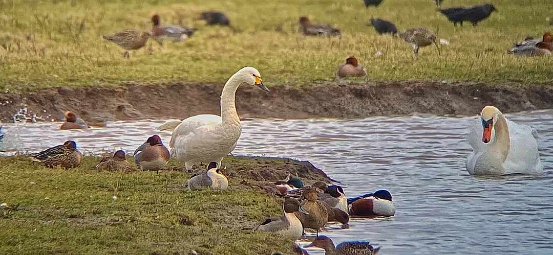 Slimbridge, 18 December 2024