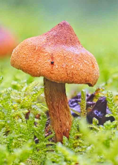 Cortinarius rubellus