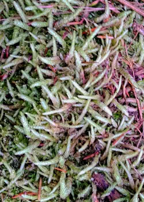 Plagiothecium undulatum 'white worms' © Marion Rayner