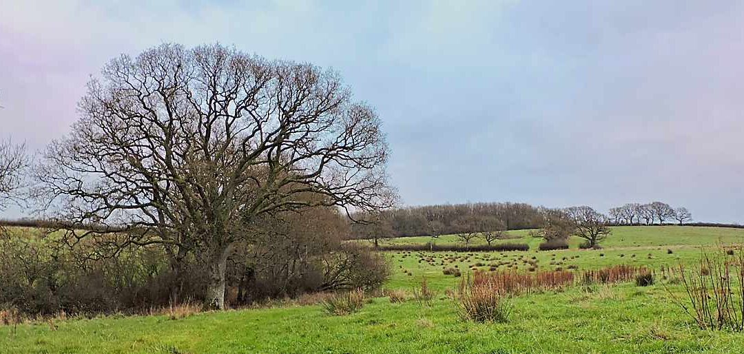 Heal Somerset, 11 December 2024