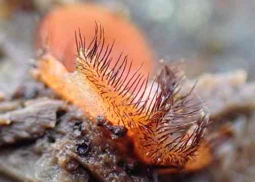 Eyelash fungus Scutellina species Alvan White