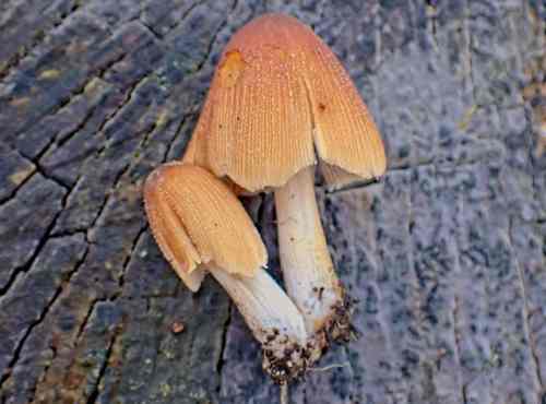Glistening Ink Cap Coprinus micaceus 04 12 24 Berkeley Deer Park Alvan White