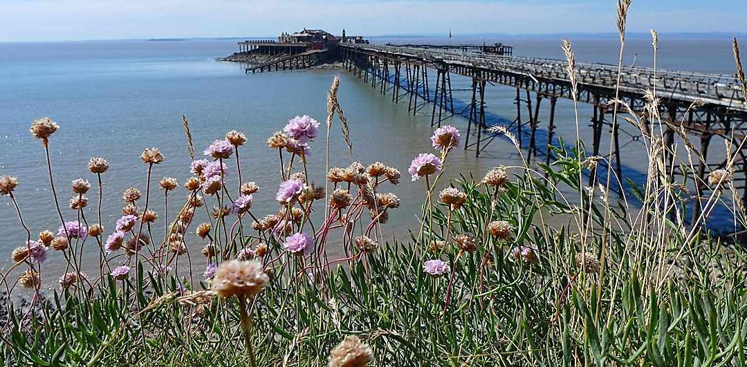 Talk: Coastal Plants of Somerset, 3 February 2025