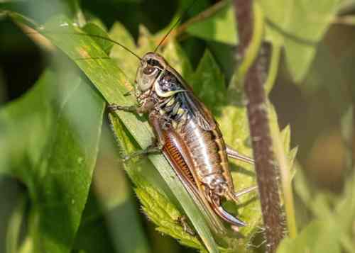 Roesel's Bush Cricket 2024-08-18