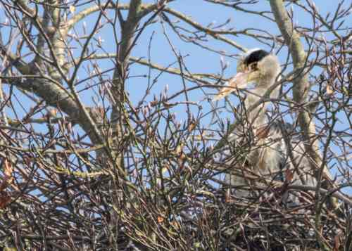 Grey Heron © Mike Williams