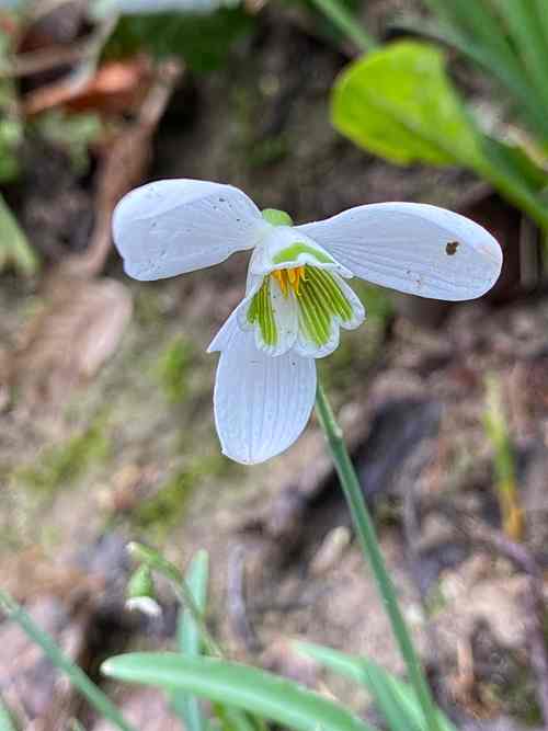 Snowdrop