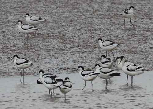 Avocets on Exe estuary