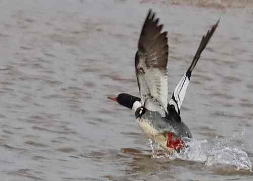 Red-breasted Merganser drake