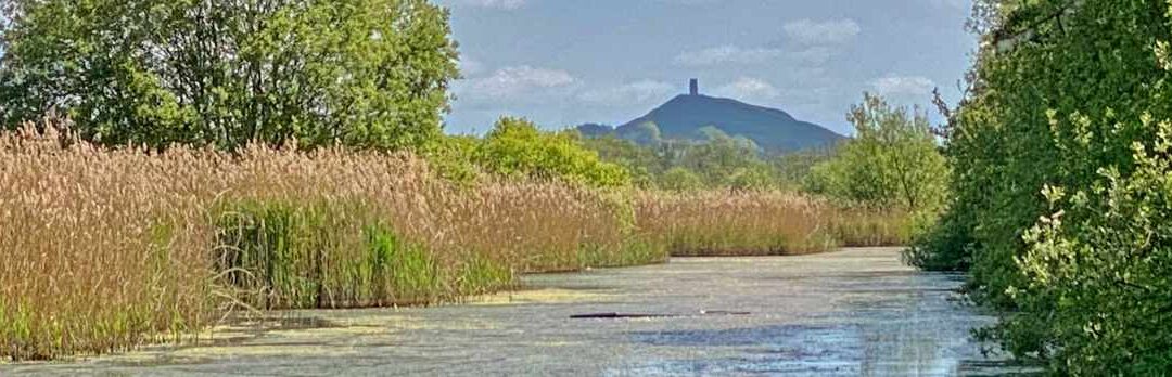 Ham Wall RSPB  reserve, 4 May 2025