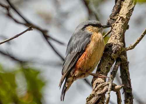 Nuthatch Sitta europaea