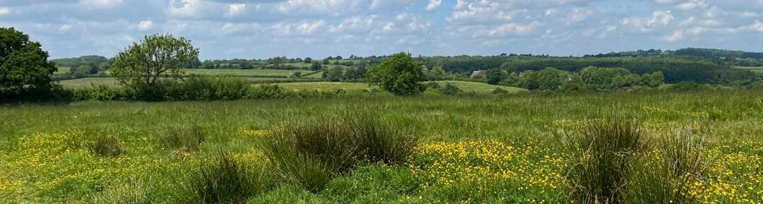 Heal Rewilding Site near Witham Friary, Somerset, 30 May 2025