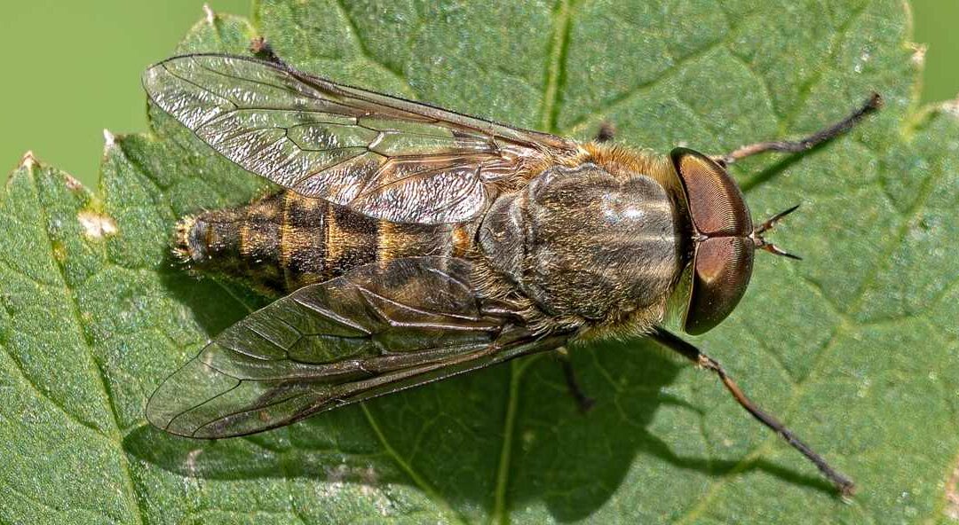 Band-eyed Brown Horsefly © Mike Williams