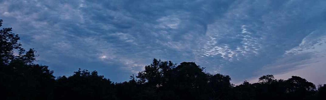 Bats at Bushy Norwood, Bath, 1 July 2025