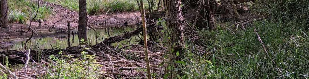 Wildlife and Beavers at the Longleat Estate, 16 July 2025