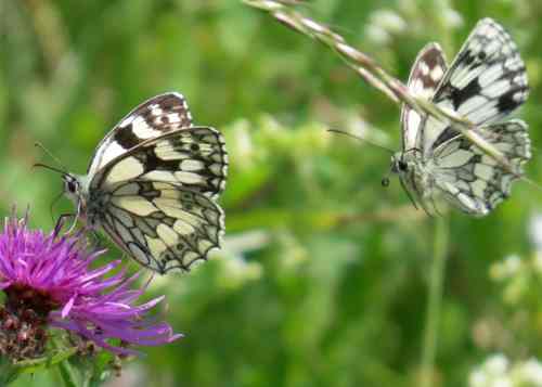 Marbled White on Knapweed © Andrew Harrison