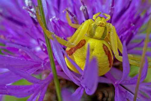 Misumena vatia, Manor Farm 2025-06-17 (Mike Williams)© Mike Williams.