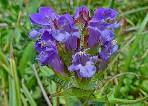 Hybrid Self-heal (Prunella x intermedia) © Helena Crouch